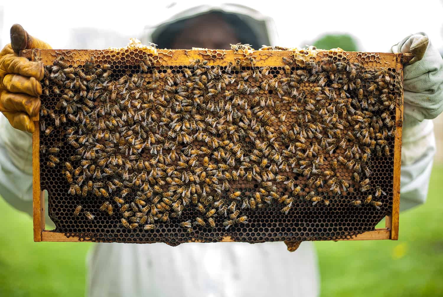 One of the best ways to Start a Beehive * Giant Weblog of Gardening