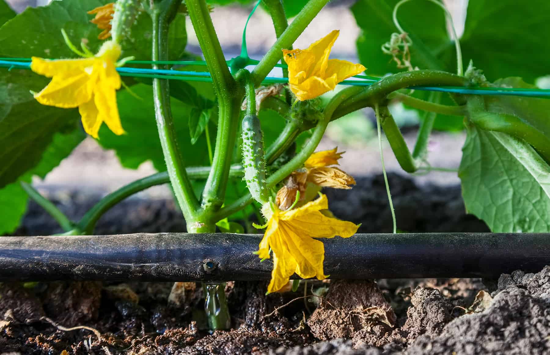 Drip Irrigation Fundamentals (with Motion pictures) * Large Weblog of Gardening