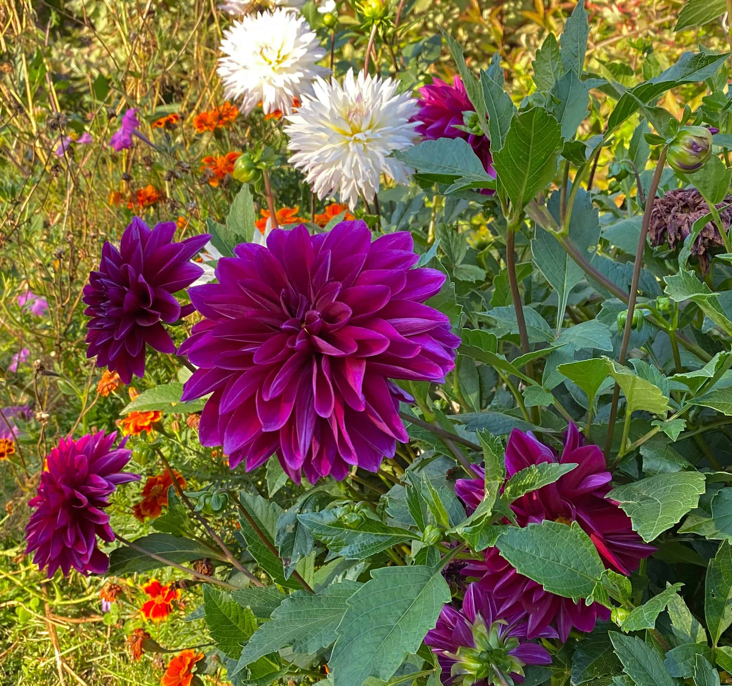 The 4 Best Showstopper Summer season Blooms For Your Yard * Enormous Weblog of Gardening