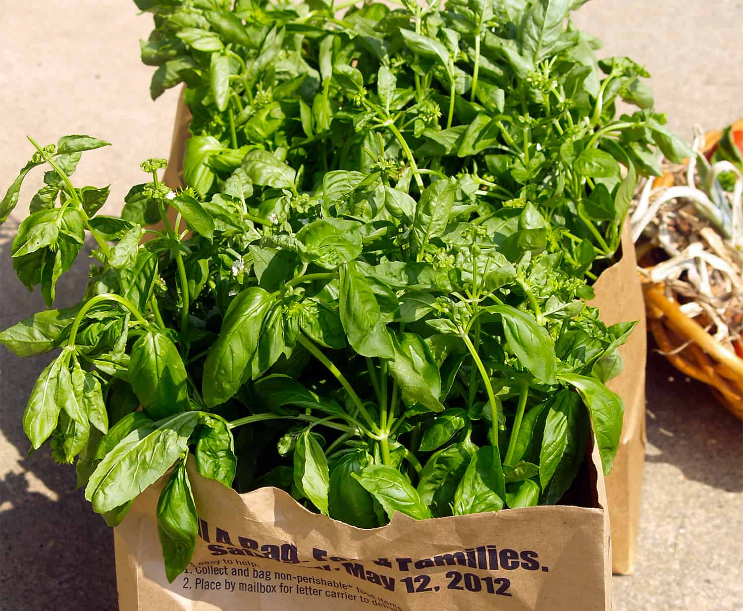 The correct method to Develop Basil * Large Weblog of Gardening