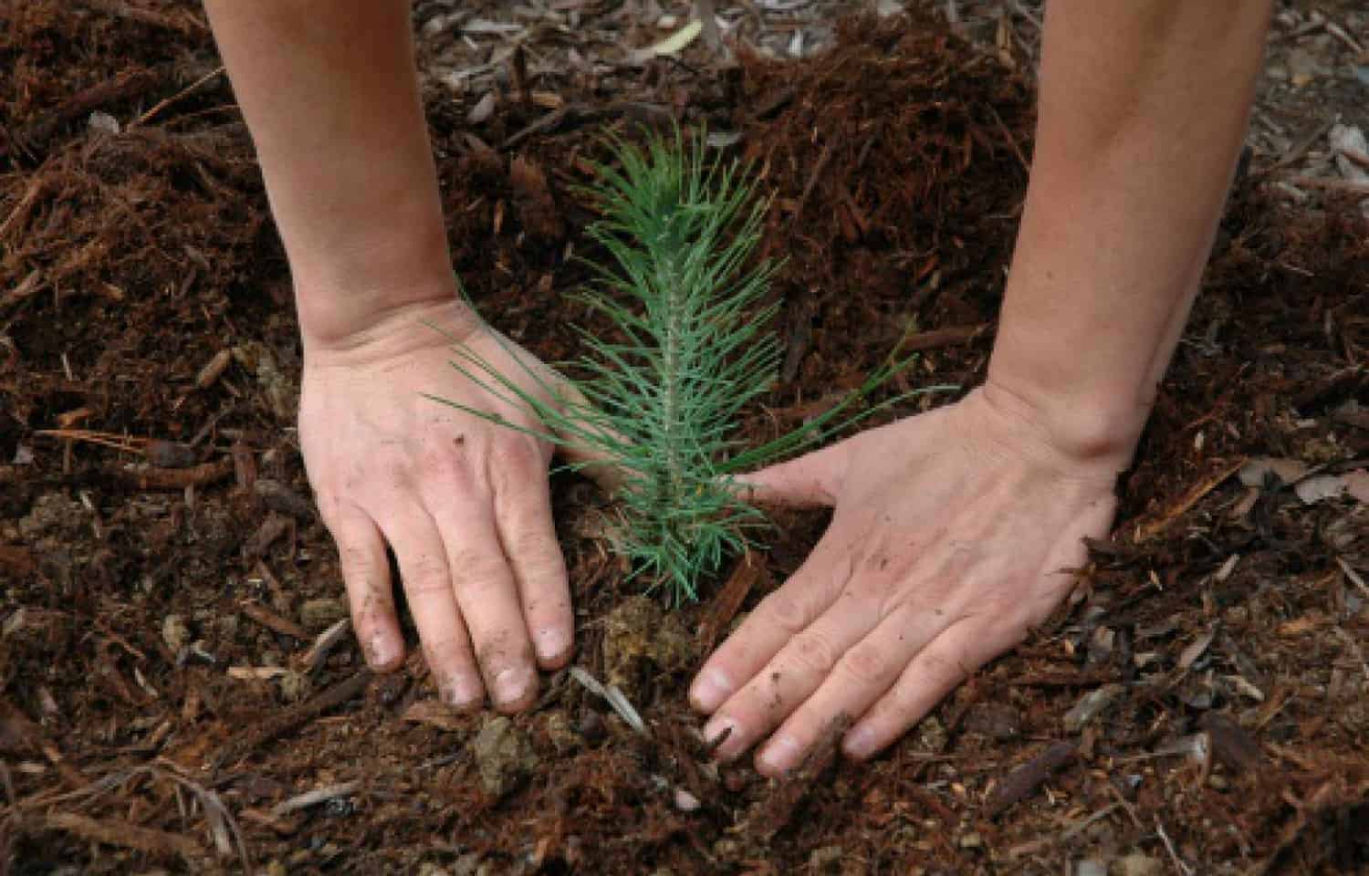 Bulk Tree Seedlings For Planting Huge Areas * Large Weblog of Gardening