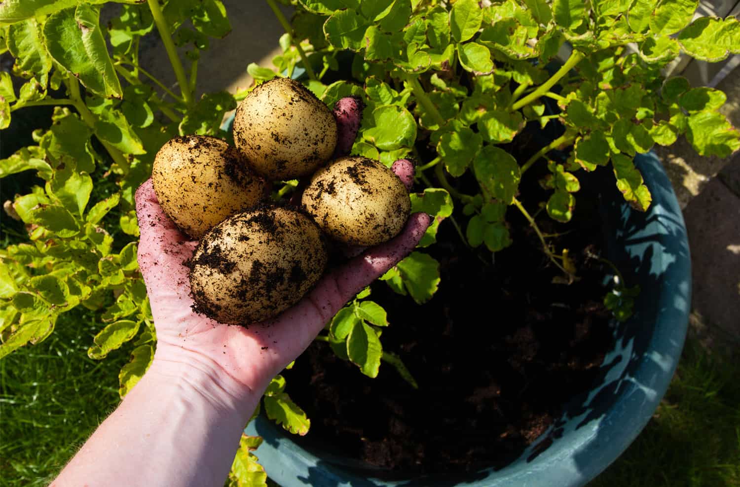 How one can Develop Potatoes in Containers * Large Weblog of Gardening