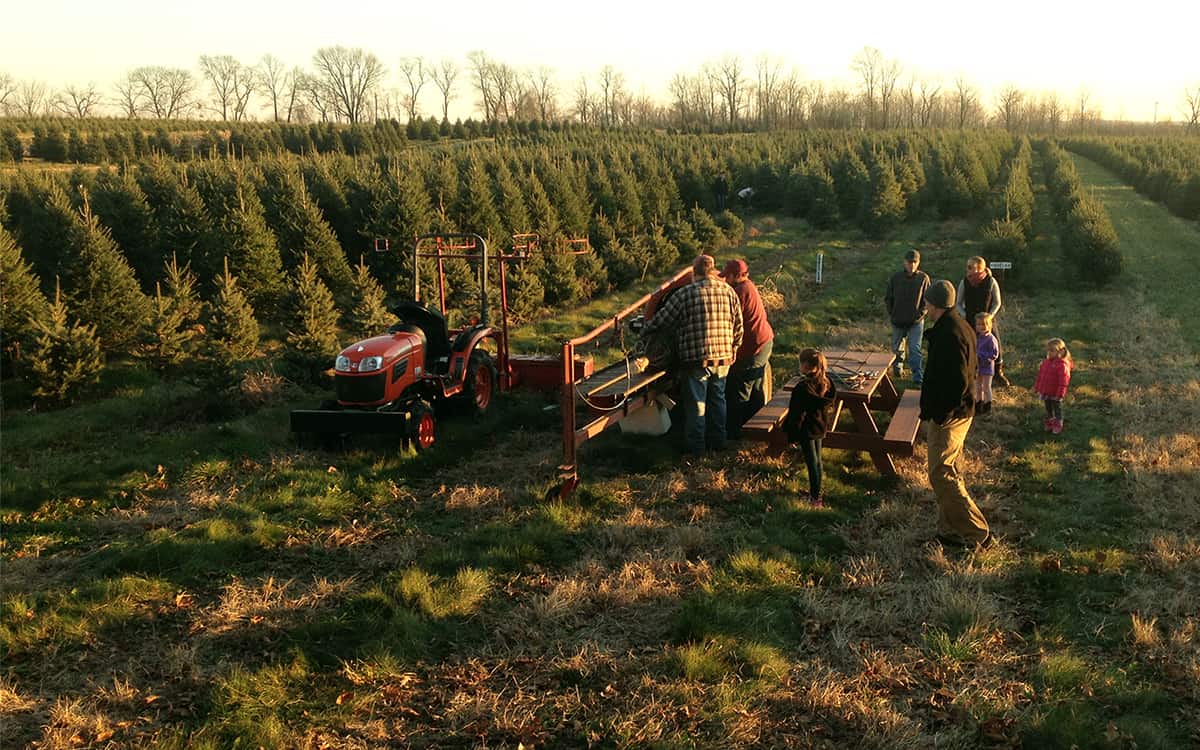 Is Your Latest Decrease Christmas Tree Really “Inexperienced”? * Massive Weblog of Gardening