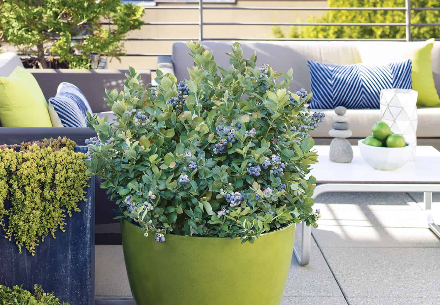 Winter Take care of Container Blueberries * Giant Weblog of Gardening