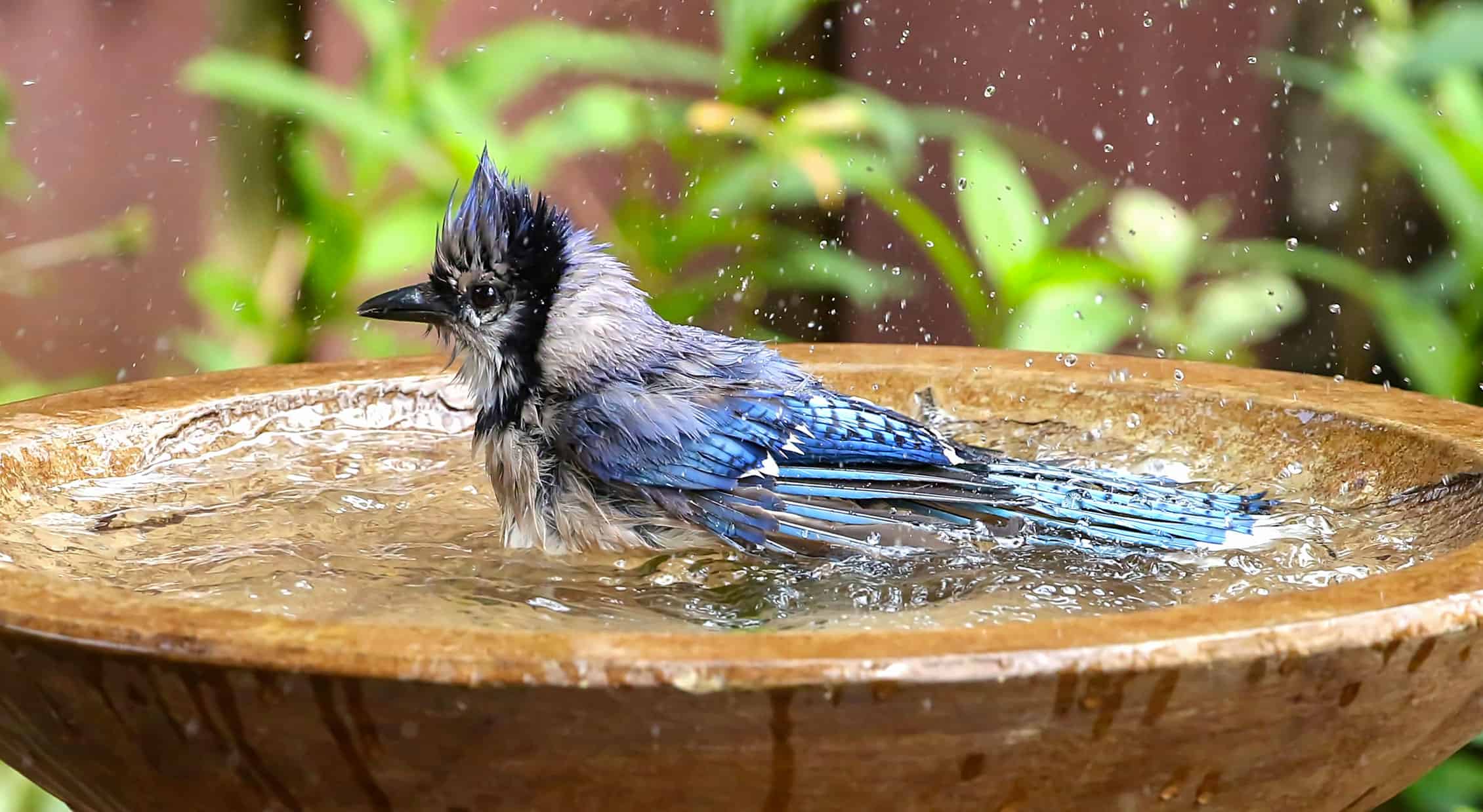 How To Attraction to Birds to Birdbaths * Enormous Weblog of Gardening