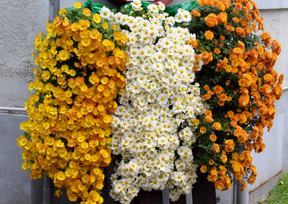 Biggest Choices for Cascading Flowers in Window Containers * Huge Weblog of Gardening