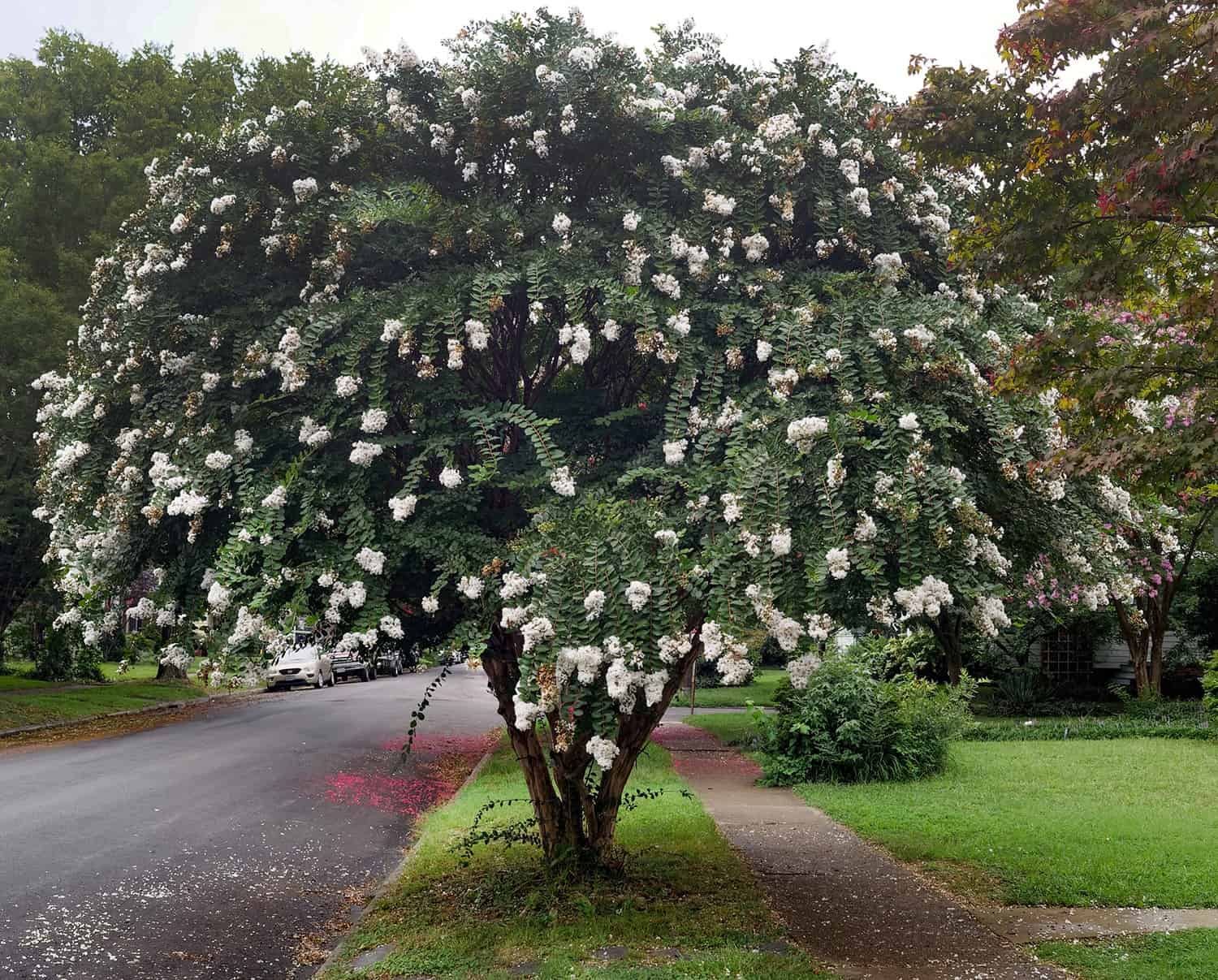 Is It a Small Tree or a Enormous Shrub? The Distinction May Not Be Obvious. * Enormous Weblog of Gardening