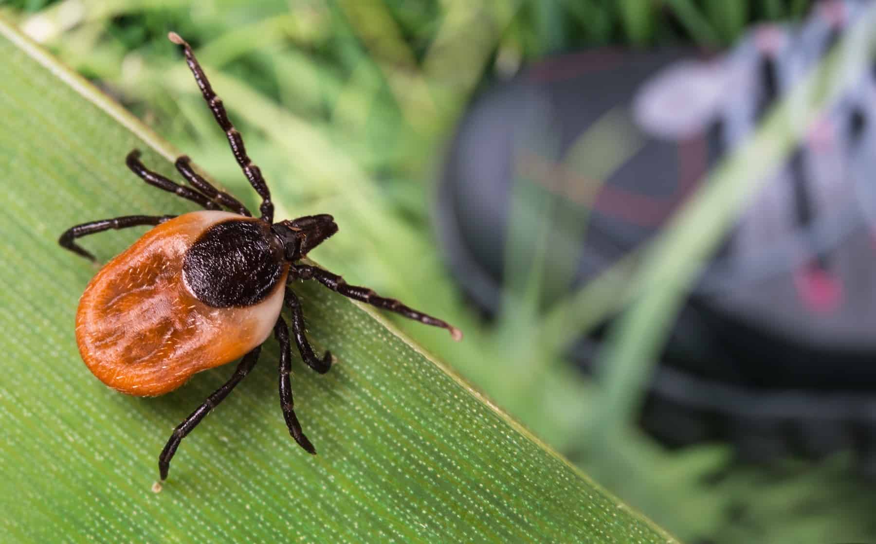 One of the best ways to Avoid Tick Bites (From Anyone Who Practically Died of Lyme Sickness) * Large Weblog of Gardening