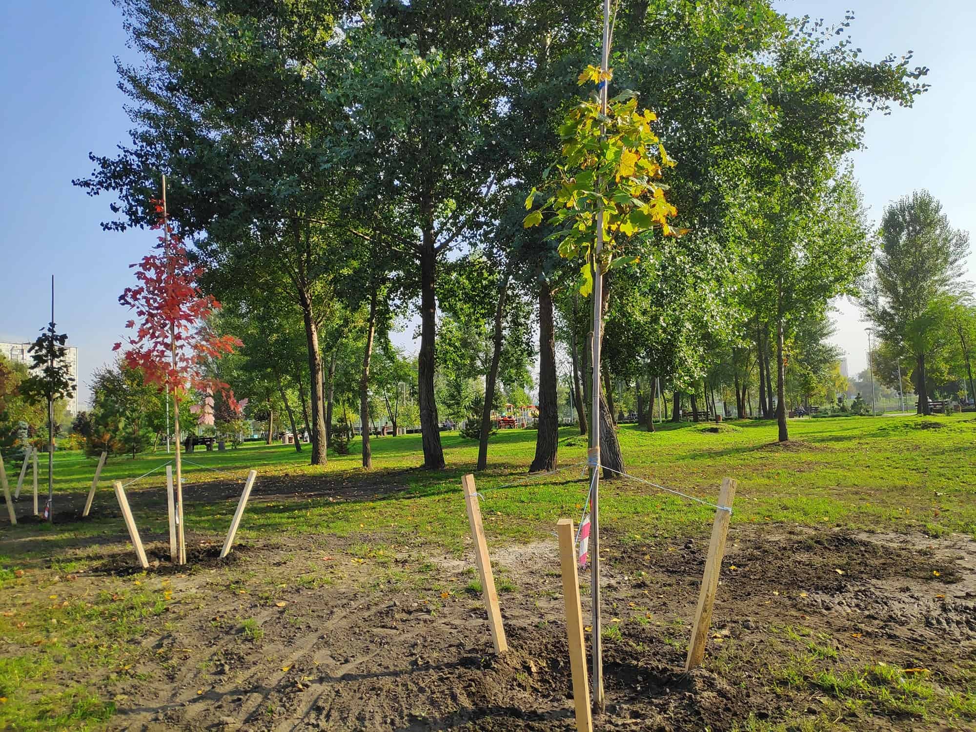 Staking a Tree Is Nearly Not at all The Correct Issue To Do * Huge Weblog of Gardening