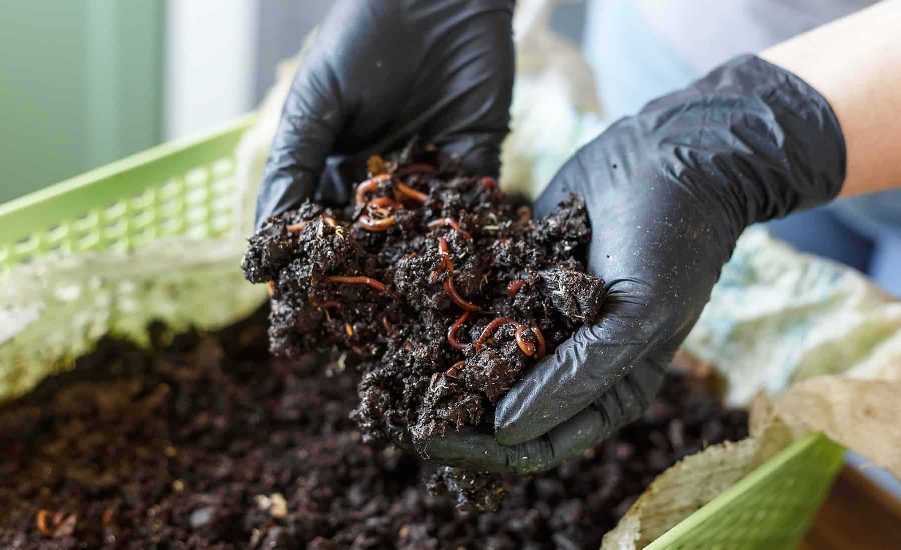 Your Full Info to Worthwhile Vermicomposting * Giant Weblog of Gardening