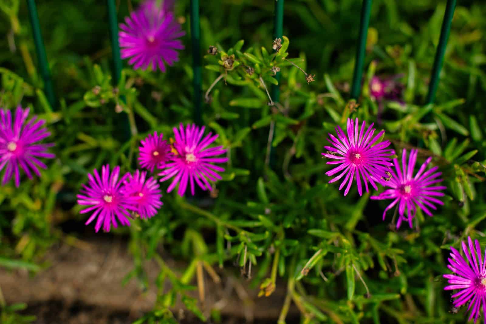 11 Shade-Loving Perennials That Preserve Weeds Away * Large Weblog of Gardening