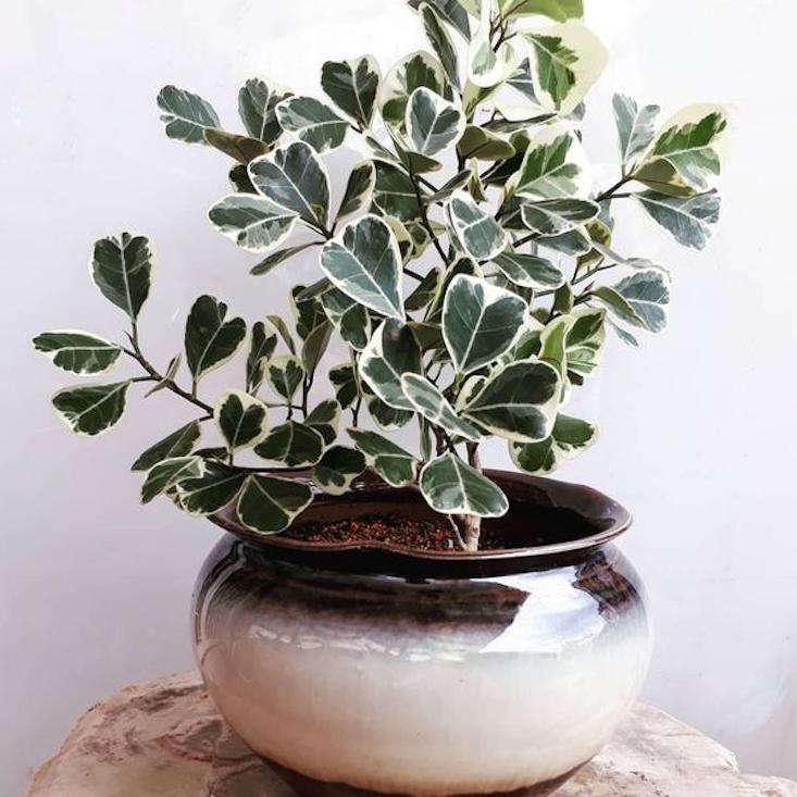 A Ficus triangularis 