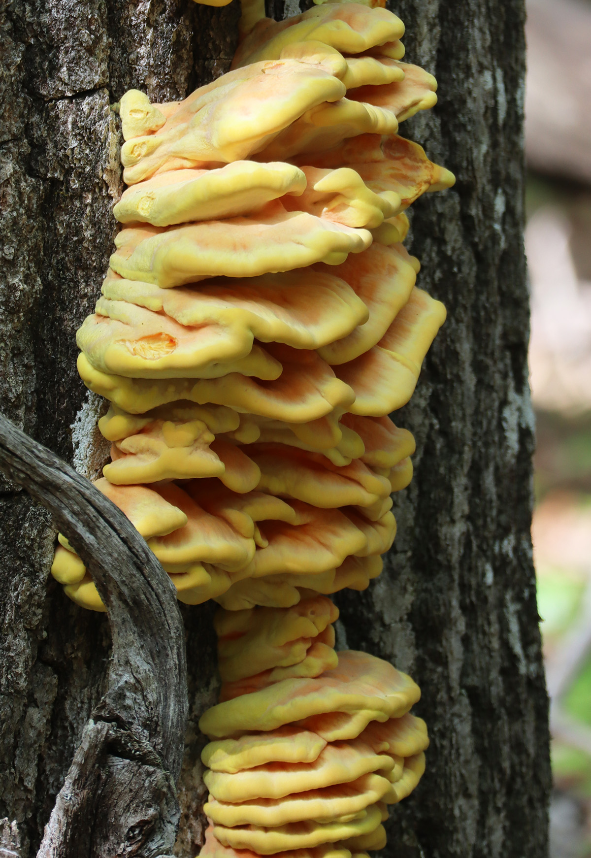 An Edible Mushroom that is Straightforward to Establish and Forage