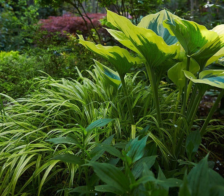 The Worst Vegetation to Develop contained in the Yard, In keeping with the Specialists